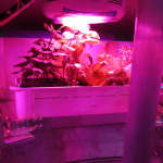 Mizuna plants in LED lighting