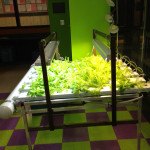 LettuceReadyforHarvestonHFT4-6System-2