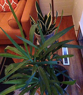 Dragon plant (front) and snake plant
