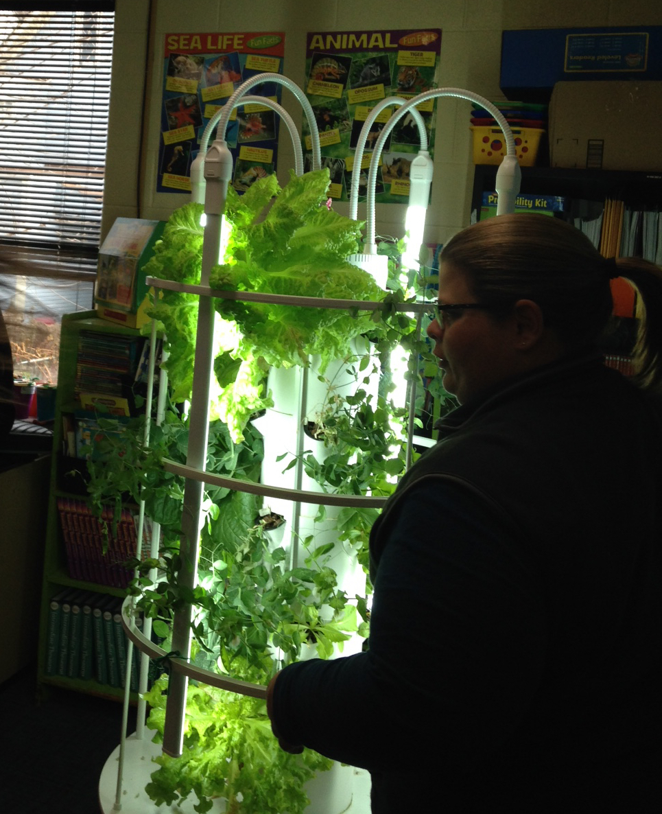 A middle school math teacher views the salad greens ready for harvest from the hydroponic tower system.
