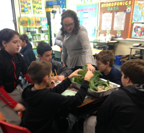 Students' teacher encourages them to visually examine their Bok Choy harvest and prepare for taste testing leaves.