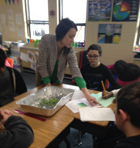 Teacher guides students from three classes in data collection for snap peas.