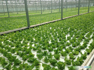 Hydroponic Lettuce Growing by Green City Growers, Cleveland, OH