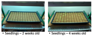 Image of lettuce seedlings at 2 and 4 weeks