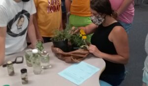 Teacher guides middle schoolers in measurement of plant growth