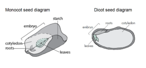 Line drawing shows Monocot and Dicot seed diagram with depiction of embryo, starch, leaves, cotyledon, and roots.
