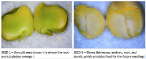 Image shows two types of pea seeds with seed embryo, cotyledon, roots, leaves, and seed coat visible.