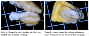 Images of two types of corn seeds.