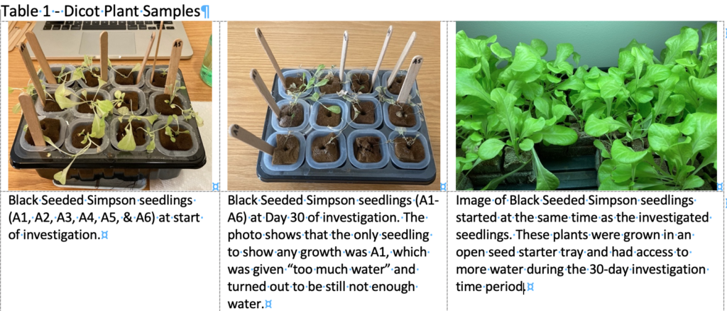 A table show photo and text descriptions of results for the dicot plant samples A1-A6. An additional image shows the Black Seeded Simplson seedlings from the same batch grown in another setup with an appropriate amount of water.