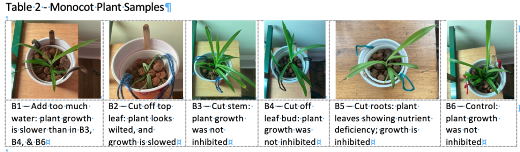 Table 2 shows the image and text description of results for the six monocot plant samples B1-B6. Samples B1 (too much water), B2 (cut off to leaf), and B5 (cut roots) show delayed growth and plant deficiencies caused by teh physical interventions.