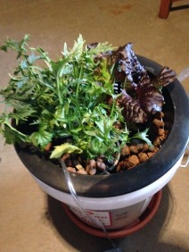 Picture of hydroponic bucket system growing two kinds of lettuce.